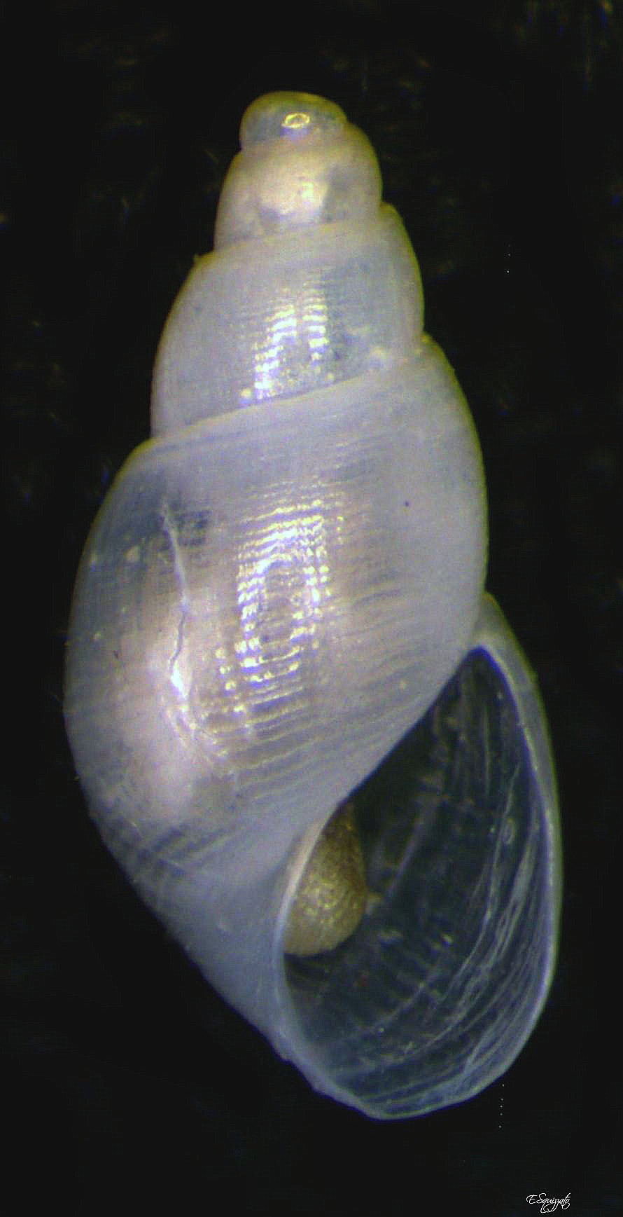 Ondina - Odostomia monterosatoi (specie in revisione)
